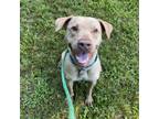 Adopt Hazel a Tan/Yellow/Fawn Mixed Breed (Medium) / Mixed dog in Chattanooga
