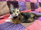 Adopt Mari a Calico or Dilute Calico Calico / Mixed (short coat) cat in Cary