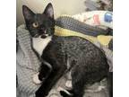 Adopt Harpo a All Black Domestic Shorthair / Mixed cat in Milton, FL (38784023)