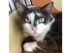 Adopt Darrell a Gray or Blue Domestic Mediumhair / Mixed cat in Lakeland
