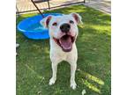 Adopt Spuddle Jr. a White Border Terrier / Mixed dog in El Paso, TX (38740535)