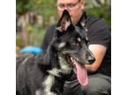 Adopt Schmidt a Black Shepherd (Unknown Type) / Husky / Mixed dog in El Paso