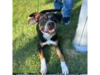 Adopt Obi-wan a Black American Pit Bull Terrier / Mixed dog in El Paso