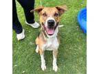 Adopt Linkin Bark a Brown/Chocolate Border Terrier / Mixed dog in El Paso