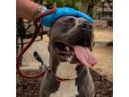 Adopt Lily a Gray/Blue/Silver/Salt & Pepper American Pit Bull Terrier / Mixed