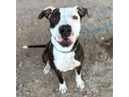 Adopt Kiss a White Pit Bull Terrier / Mixed dog in El Paso, TX (38741151)