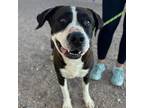 Adopt Big ED a Black American Pit Bull Terrier / Mixed dog in El Paso