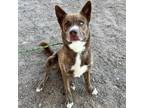 Adopt Amazing Red a Brindle Australian Cattle Dog / Siberian Husky / Mixed dog