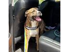 Adopt BELLA a Brindle Border Terrier / Mixed dog in El Paso, TX (38740431)