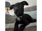Adopt Annie a Black Mixed Breed (Medium) / Mixed dog in Auburn, AL (38558389)