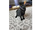 Adopt Wrath a All Black American Shorthair / Mixed (medium coat) cat in