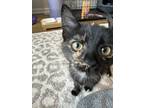 Adopt Phantom a Tortoiseshell American Shorthair / Mixed (medium coat) cat in