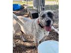 Adopt Austin p a Tan/Yellow/Fawn Mixed Breed (Medium) / Mixed dog in Fernandina