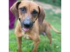 Adopt Reba Mcentire a Mixed Breed (Medium) dog in Whitestone, NY (38628485)