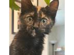 Adopt Chrisean Rock a All Black Domestic Mediumhair / Mixed cat in Mission