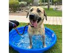 Adopt Sara a Tan/Yellow/Fawn German Shepherd Dog / Mixed dog in El Paso