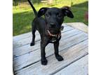 Adopt Shirley a Black Mixed Breed (Medium) / Mixed dog in Auburn, AL (38558393)