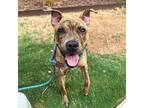 Adopt Tilly a Brown/Chocolate American Pit Bull Terrier / Mixed dog in El Paso