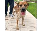 Adopt Mickey a Red/Golden/Orange/Chestnut Border Terrier / Mixed dog in El Paso