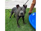 Adopt Maggie a Gray/Blue/Silver/Salt & Pepper American Pit Bull Terrier / Mixed