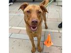 Adopt Flaco a Tan/Yellow/Fawn German Shepherd Dog / Mixed dog in El Paso