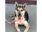 Adopt Kieran a Black Border Terrier / Mixed dog in El Paso, TX (38740436)