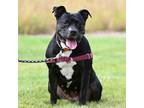 Adopt Belle a Black Mixed Breed (Medium) / Mixed dog in Ponderay, ID (38456824)