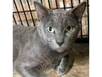 Adopt Ryder a Gray or Blue Domestic Shorthair / Mixed cat in Lakeland