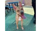 Adopt Sid a Tan/Yellow/Fawn Shepherd (Unknown Type) / Mixed dog in El Paso