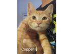 Adopt Copper a Spotted Tabby/Leopard Spotted Domestic Longhair / Mixed (short