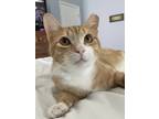 Adopt Cheddar a Orange or Red Tabby Domestic Shorthair / Mixed cat in Lutz