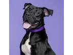 Adopt Hoover a Black Mixed Breed (Large) / Mixed dog in Pittsburgh