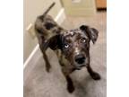Adopt Lucy a Catahoula Leopard Dog / Mixed Breed (Medium) / Mixed dog in Neosho