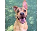 Adopt TJ Maxx a Brown/Chocolate German Shepherd Dog / Mixed dog in El Paso