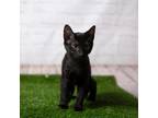 Adopt Pepper Jack a All Black Domestic Shorthair / Mixed cat in Middletown