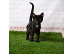 Adopt Monterey Jack a All Black Domestic Shorthair / Mixed cat in Middletown