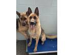 Adopt Kitara a Black German Shepherd Dog / Mixed dog in Penn Yan, NY (38762966)