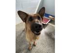Adopt Kitana a Black German Shepherd Dog / Mixed dog in Penn Yan, NY (38762967)