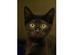 Adopt Serena 50226 a All Black Domestic Shorthair / Domestic Shorthair / Mixed