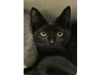 Adopt Circle 50259 a All Black Domestic Shorthair / Domestic Shorthair / Mixed