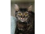 Adopt Iggy 50047 a Brown or Chocolate Domestic Mediumhair / Domestic Shorthair /