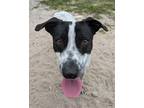 Adopt Thanos a White Pointer / Mixed dog in Daytona Beach, FL (38804990)