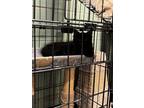 Adopt Ninja a All Black Domestic Longhair / Mixed (long coat) cat in Richmond