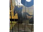 Adopt Rebel a All Black Domestic Longhair / Mixed (long coat) cat in Richmond