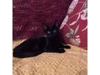 Adopt Michelin a All Black Domestic Shorthair / Mixed cat in Middletown