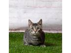 Adopt Turf a Tortoiseshell Domestic Shorthair / Mixed cat in Middletown