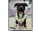 Adopt Katy a Black - with White Mixed Breed (Large) / Mixed dog in Flint