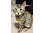 Adopt Clove a Tiger Striped Domestic Shorthair (short coat) cat in Bentonville