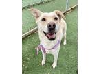 Adopt Milan - VIP a Tan/Yellow/Fawn Retriever (Unknown Type) / Mixed dog in