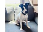 Adopt Nilla a White - with Tan, Yellow or Fawn Pit Bull Terrier / Mixed dog in